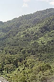 The cloud forest near the Cock of the Rock leks in the Manu reserve 